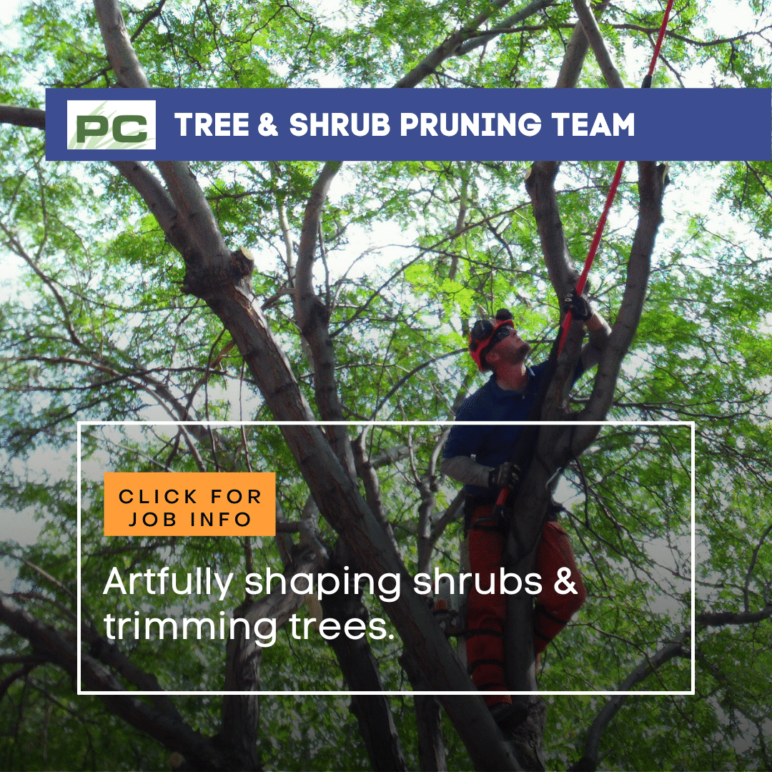 Tree & Shrub Pruning